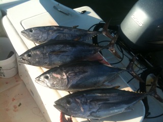 Bluefin