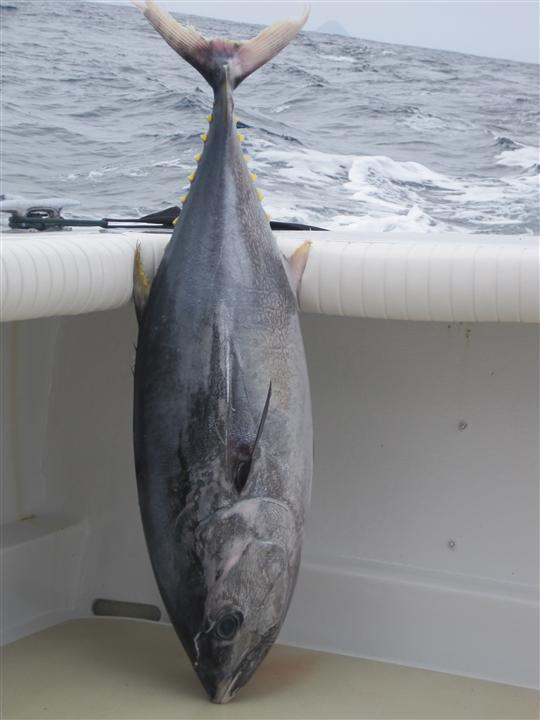 6-21 60lb_Blue_Fin_caught_on_the_troll