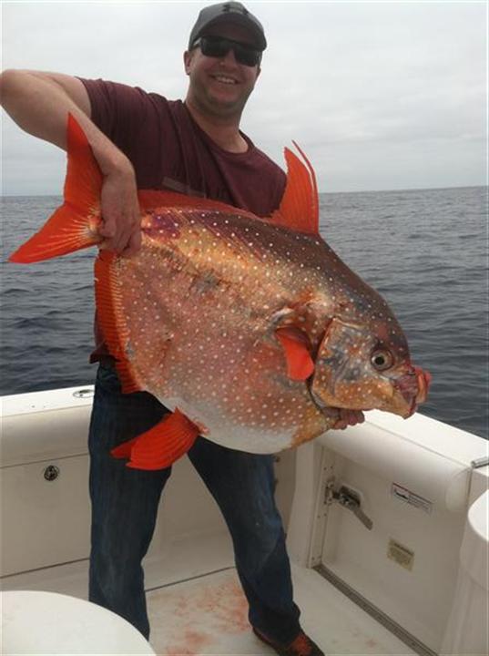 Opah 6-14