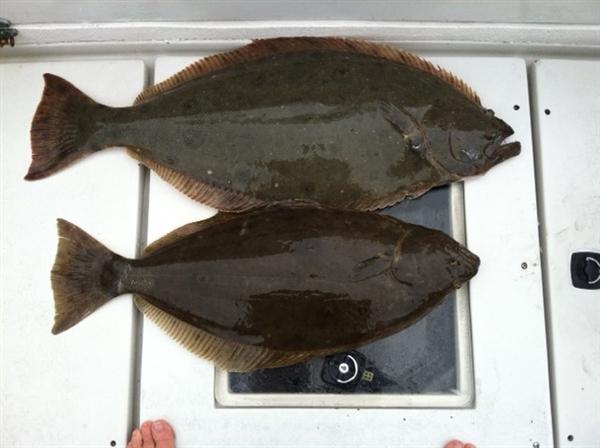 Santa Monica_Halibut1_6-24