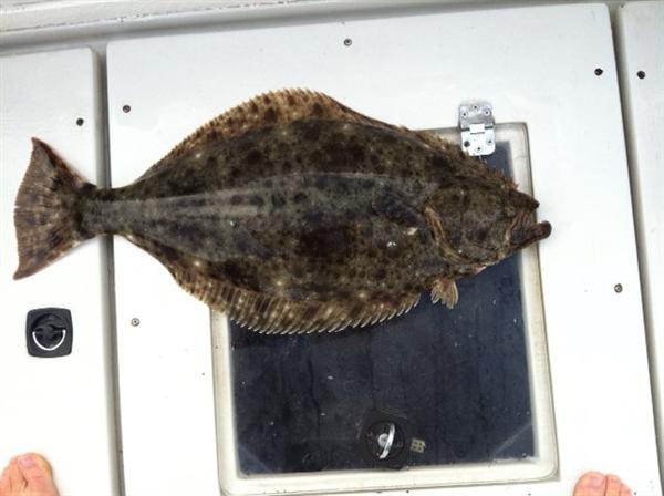 Santa Monica_Halibut2_6-24
