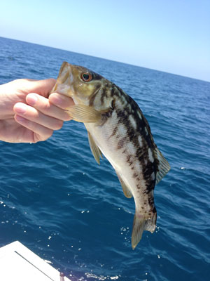 chubascobass