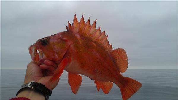 rockfish 6-13
