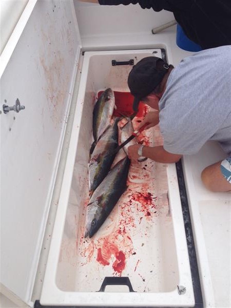 51f1a839b7cb7-fish locker