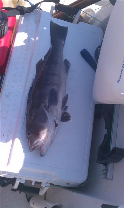 LA Harbor_Sand_Bass_7-7