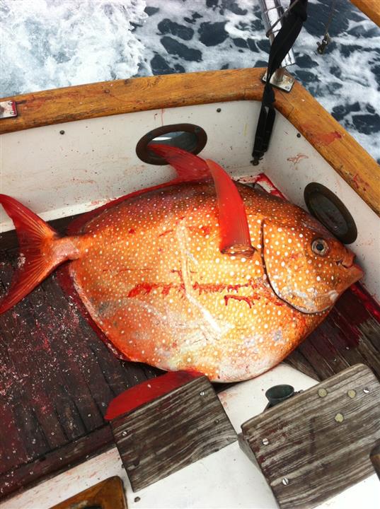 opah1