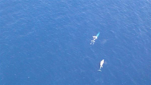 Blue Whales