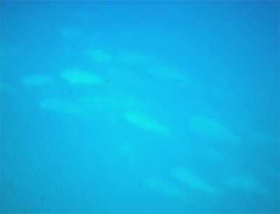 wallsofdorado
