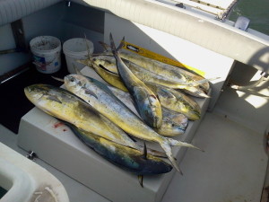 Dorado 2013-08-31-17_42_58