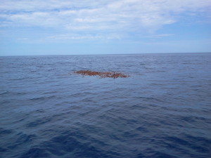 kelp 2013-08-31-12_30_29